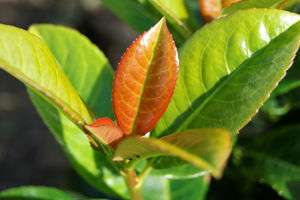 Bild von Prunus
